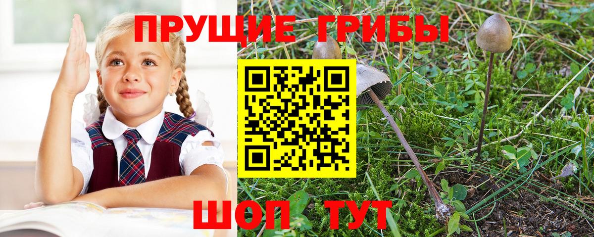Галлюциногенные грибы Psilocybe  Галлюциногенные грибы ЛСД  Вход с VPN  Трёхгорный 